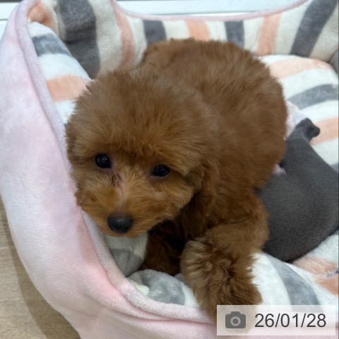 トイ・プードルの写真