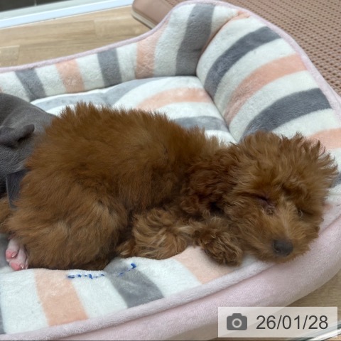 トイ・プードルの写真