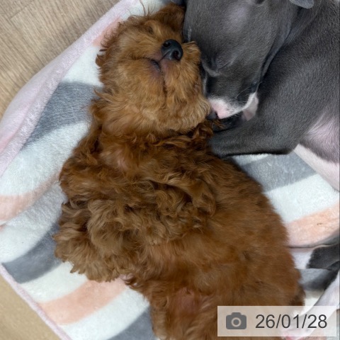 トイ・プードルの写真