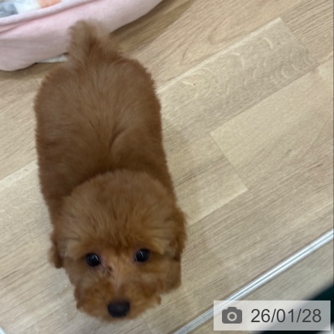 トイ・プードルの写真