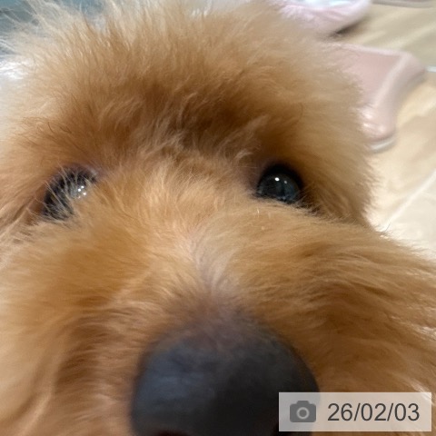 トイ・プードルの写真