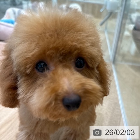 トイ・プードルの写真