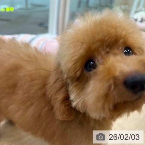 トイ・プードルの写真