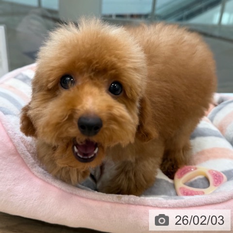 トイ・プードルの写真