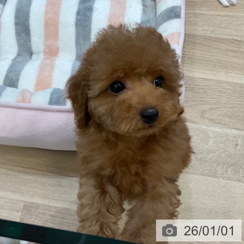 トイ・プードルの写真