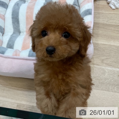 大阪府のトイプードル(トイ) (ペットプラス 堺北花田店/2025年10月19日生まれ/女の子/レッド)の子犬の4枚目の画像