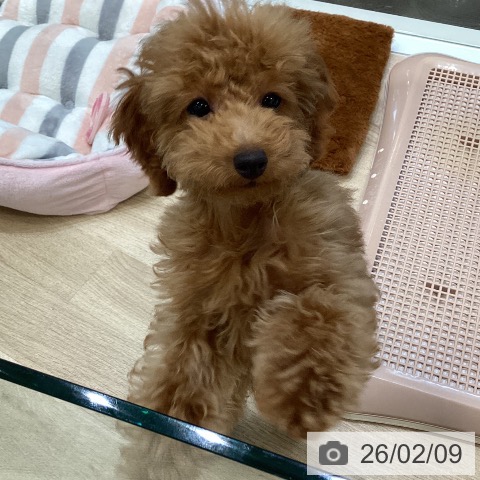 大阪府のトイプードル(トイ) (ペットプラス 堺北花田店/2025年10月19日生まれ/女の子/レッド)の子犬の4枚目の画像