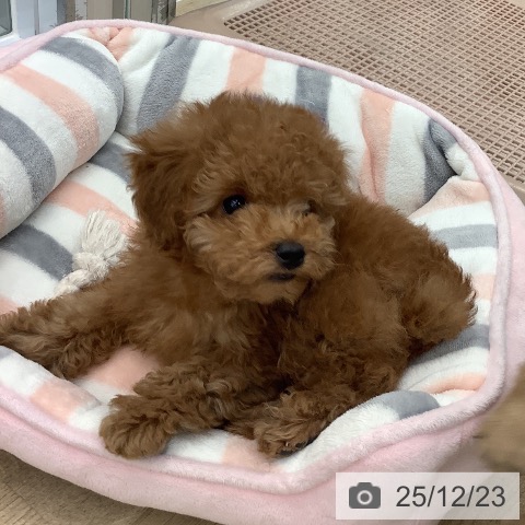 大阪府のトイプードル(トイ) (ペットプラス りんくう泉南店/2025年10月19日生まれ/男の子/レッド)の子犬の3枚目の画像