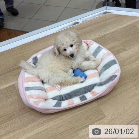 京都府のトイプードル(トイ) (ペットプラス 久御山店/2025年10月16日生まれ/女の子/クリーム)の子犬の4枚目の画像