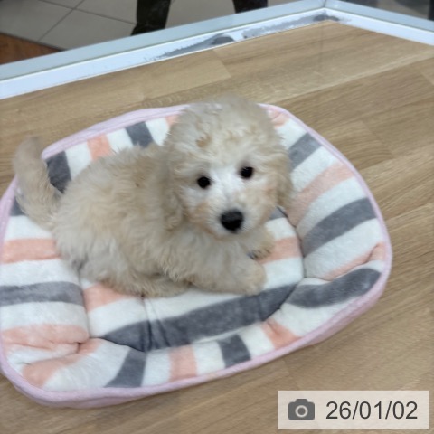 京都府のトイプードル(トイ) (ペットプラス 久御山店/2025年10月16日生まれ/女の子/クリーム)の子犬の3枚目の画像