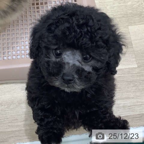 大阪府のトイプードル(トイ) (ペットプラス 鶴見店/2025年10月19日生まれ/女の子/シルバー)の子犬の4枚目の画像