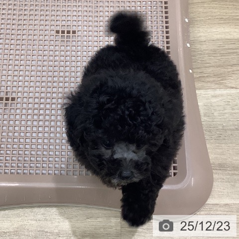 大阪府のトイプードル(トイ) (ペットプラス 鶴見店/2025年10月19日生まれ/女の子/シルバー)の子犬の3枚目の画像