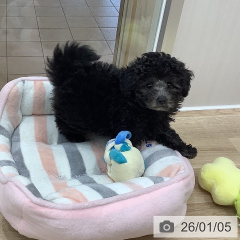 大阪府のトイプードル(トイ) (ペットプラス 鶴見店/2025年10月19日生まれ/女の子/シルバー)の子犬の3枚目の画像