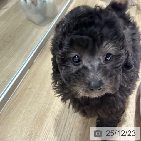 トイ・プードルの写真