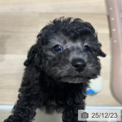 トイ・プードルの写真