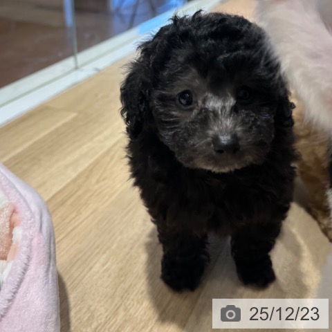 トイ・プードルの写真