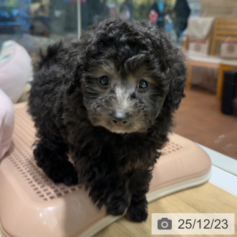 大阪府のトイプードル(トイ) (ペットプラス 四條畷店/2025年10月19日生まれ/女の子/シルバー)の子犬の4枚目の画像