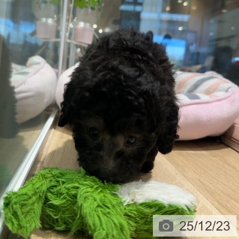 大阪府のトイプードル(トイ) (ペットプラス 四條畷店/2025年10月19日生まれ/女の子/シルバー)の子犬の3枚目の画像