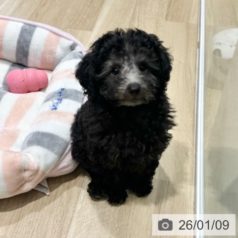 大阪府のトイプードル(トイ) (ペットプラス 四條畷店/2025年10月19日生まれ/女の子/シルバー)の子犬の4枚目の画像