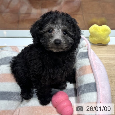 大阪府のトイプードル(トイ) (ペットプラス 四條畷店/2025年10月19日生まれ/女の子/シルバー)の子犬の3枚目の画像