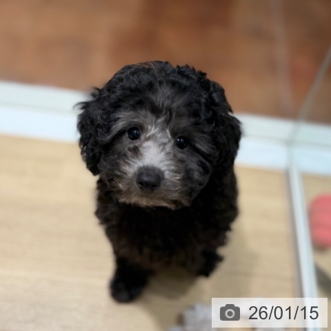 大阪府のトイプードル(トイ) (ペットプラス 四條畷店/2025年10月19日生まれ/女の子/シルバー)の子犬の3枚目の画像