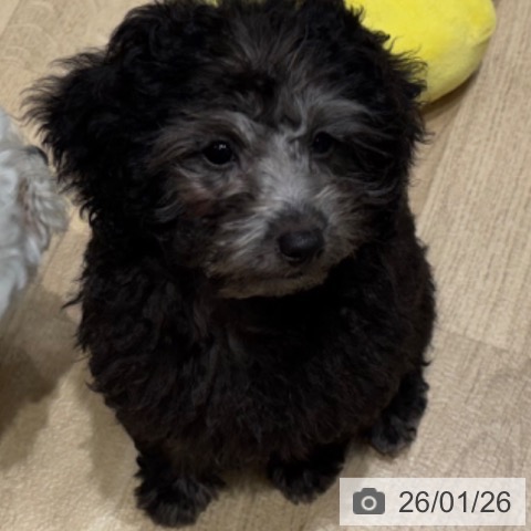 大阪府のトイプードル(トイ) (ペットプラス 四條畷店/2025年10月19日生まれ/女の子/シルバー)の子犬の4枚目の画像