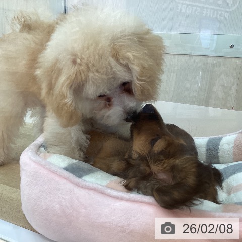 兵庫県のトイプードル(トイ) (ペットプラス 姫路大津店/2025年10月20日生まれ/男の子/クリーム)の子犬の3枚目の画像