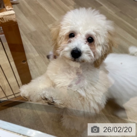 トイ・プードルの写真