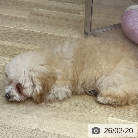 トイ・プードルの写真