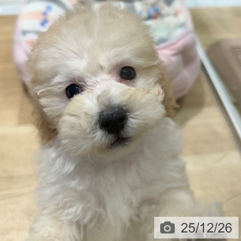 大阪府のトイプードル(トイ) (ペットプラス 四條畷店/2025年10月20日生まれ/男の子/クリーム)の子犬の4枚目の画像