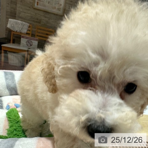 大阪府のトイプードル(トイ) (ペットプラス 四條畷店/2025年10月20日生まれ/男の子/クリーム)の子犬の3枚目の画像