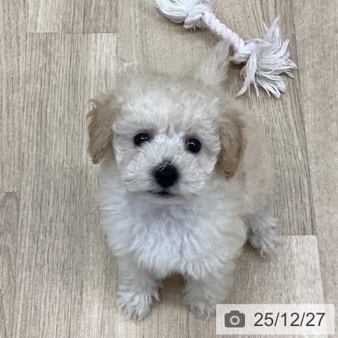 トイ・プードルの写真