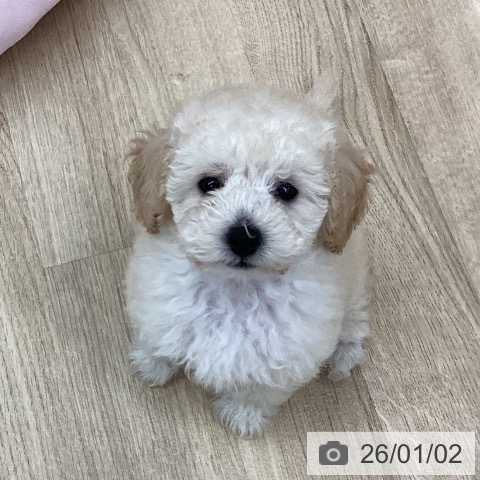 新潟県のトイプードル(トイ) (ペットプラス 新潟南店/2025年10月20日生まれ/女の子/クリーム)の子犬の4枚目の画像