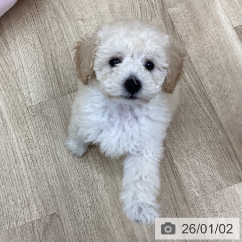 新潟県のトイプードル(トイ) (ペットプラス 新潟南店/2025年10月20日生まれ/女の子/クリーム)の子犬の3枚目の画像
