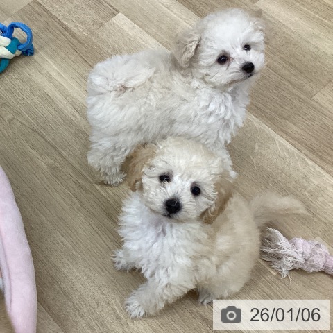 新潟県のトイプードル(トイ) (ペットプラス 新潟南店/2025年10月20日生まれ/女の子/クリーム)の子犬の3枚目の画像