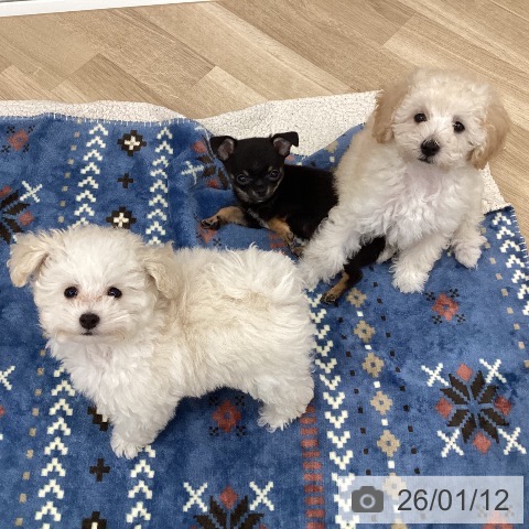 新潟県のトイプードル(トイ) (ペットプラス 新潟南店/2025年10月20日生まれ/女の子/クリーム)の子犬の3枚目の画像