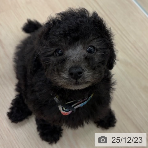 京都府のトイプードル(トイ) (ペットプラス 京都桂川店/2025年10月20日生まれ/女の子/シルバー)の子犬の4枚目の画像