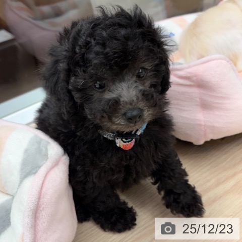 京都府のトイプードル(トイ) (ペットプラス 京都桂川店/2025年10月20日生まれ/女の子/シルバー)の子犬の3枚目の画像