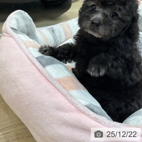 大阪府のトイプードル(トイ) (ペットプラス 堺北花田店/2025年10月20日生まれ/男の子/シルバー)の子犬の4枚目の画像