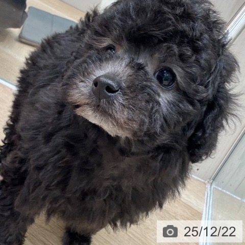 大阪府のトイプードル(トイ) (ペットプラス 堺北花田店/2025年10月20日生まれ/男の子/シルバー)の子犬の3枚目の画像