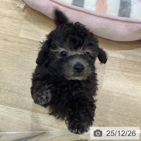 トイ・プードルの写真