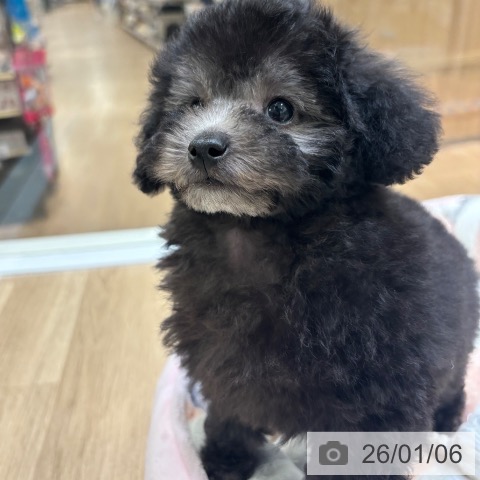 大阪府のトイプードル(トイ) (ペットプラス 堺北花田店/2025年10月20日生まれ/男の子/シルバー)の子犬の4枚目の画像