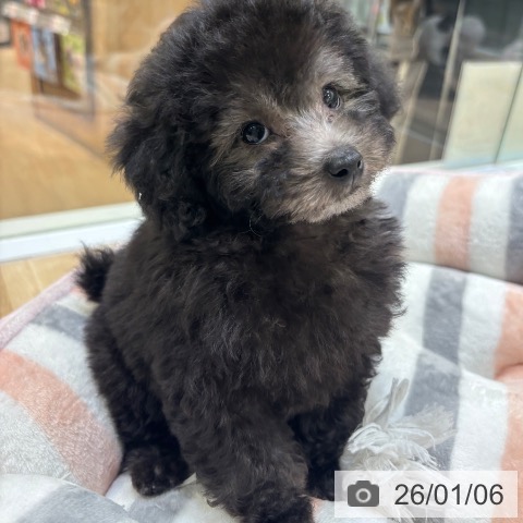 大阪府のトイプードル(トイ) (ペットプラス 堺北花田店/2025年10月20日生まれ/男の子/シルバー)の子犬の3枚目の画像