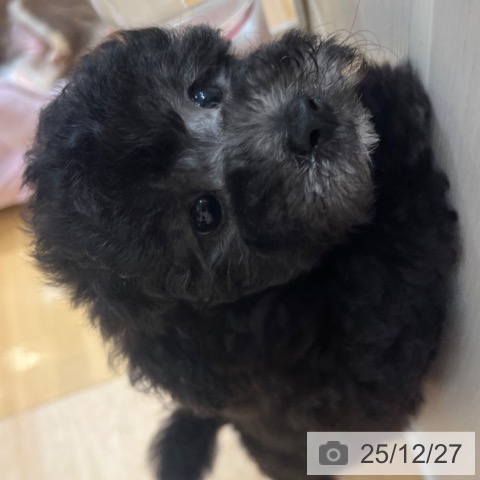 奈良県のトイプードル(トイ) (ペットプラス 大和郡山店/2025年10月20日生まれ/男の子/シルバー)の子犬の4枚目の画像