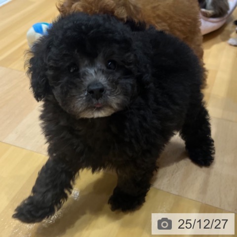 奈良県のトイプードル(トイ) (ペットプラス 大和郡山店/2025年10月20日生まれ/男の子/シルバー)の子犬の3枚目の画像