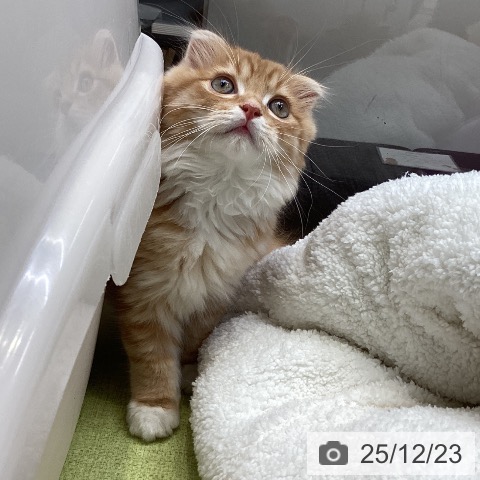 大阪府のスコティッシュフォールド (ペットプラス ららぽーと和泉店/2025年10月4日生まれ/男の子/レッドタビーホワイト)の子猫の4枚目の画像