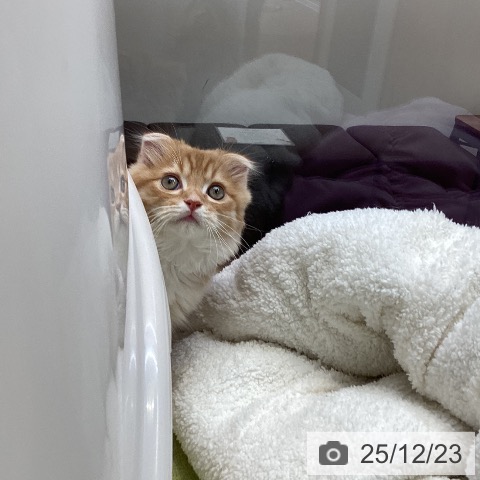 大阪府のスコティッシュフォールド (ペットプラス ららぽーと和泉店/2025年10月4日生まれ/男の子/レッドタビーホワイト)の子猫の3枚目の画像