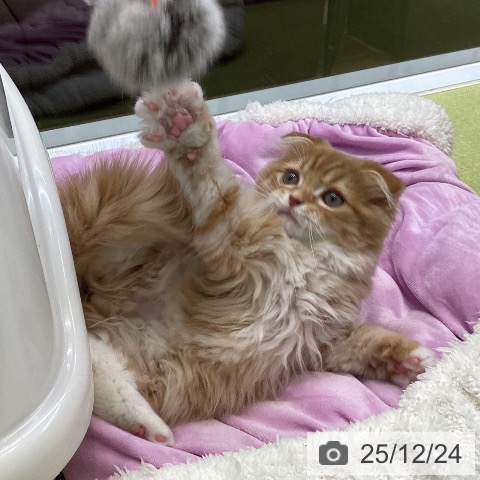 大阪府のスコティッシュフォールド (ペットプラス ららぽーと和泉店/2025年10月4日生まれ/男の子/レッドタビーホワイト)の子猫の3枚目の画像