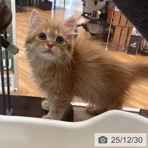 京都府のスコティッシュフォールド (ペットプラス イオンモールKYOTO店/2025年10月16日生まれ/男の子/レッドタビー)の子猫の4枚目の画像