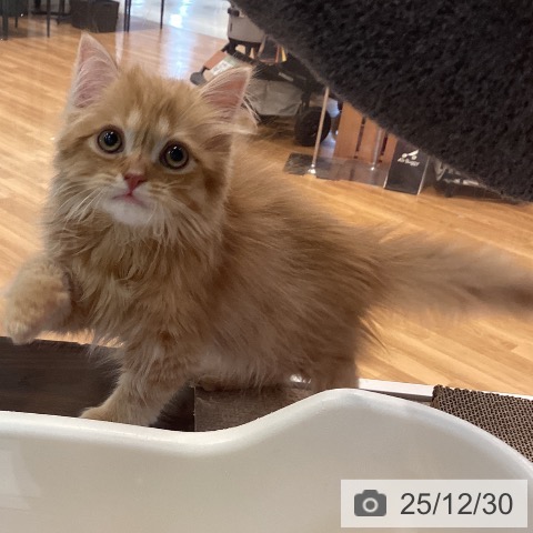 京都府のスコティッシュフォールド (ペットプラス イオンモールKYOTO店/2025年10月16日生まれ/男の子/レッドタビー)の子猫の3枚目の画像